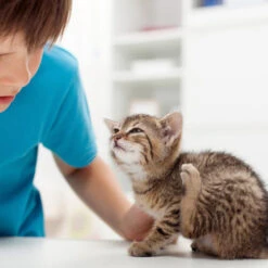 Beaphar Fiprotec Spray -Zoofachgeschäft beaphar fiprotec spray 213596 0500 none