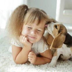 Beaphar Fiprotec Spray -Zoofachgeschäft beaphar fiprotec spray 213632 0500 none