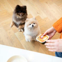 Edgard & Cooper Adult - Huhn & Truthahn - Im Schälchen -Zoofachgeschäft edgard cooper adult kip kalkoen kuipje 168597 0500 none