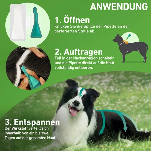 Frontline Combo Gegen Zecken, Flöhe (Flöhe, Eier, Larven, Puppen) Bei Hunden 15 Frontline Combo Gegen Zecken, Flöhe (Flöhe, Eier, Larven, Puppen) Bei Hunden – Bild 13