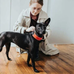 Hunter Halsband Divo -Zoofachgeschäft hunter halsband divo 208013 0500 none