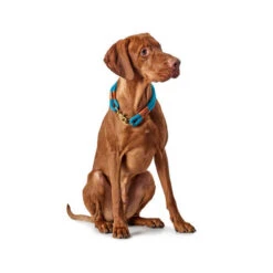 Hunter Halsband Oss -Zoofachgeschäft hunter halsband oss 116343 0500 none