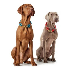 Hunter Halsband Oss -Zoofachgeschäft hunter halsband oss 146099 0500 none