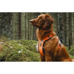 Hurtta Weekend Warrior Geschirr -Zoofachgeschäft hurtta weekend warrior harness 189108 0500 none