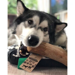 I&I Pet Supplies Kaffeebaum Kauwurzel 10 I&I Pet Supplies Kaffeebaum Kauwurzel -Zoofachgeschäft ii pet supplies koffieboom kauw wortel 129623 0500 none