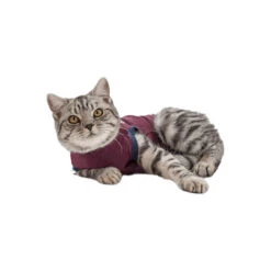 Jacketz Medical Body Suit Für Katzen -Zoofachgeschäft jacketz medical body suit kat 154147 0500 none