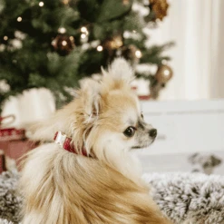 Kentucky Dogwear Corduroy Hundehalsband 17 Kentucky Dogwear Corduroy Hundehalsband -Zoofachgeschäft kentucky dogwear corduroy hondenhalsband 219200 0500 none