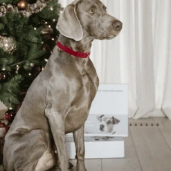 Kentucky Dogwear Corduroy Hundehalsband 14 Kentucky Dogwear Corduroy Hundehalsband -Zoofachgeschäft kentucky dogwear corduroy hondenhalsband 219201 0500 none