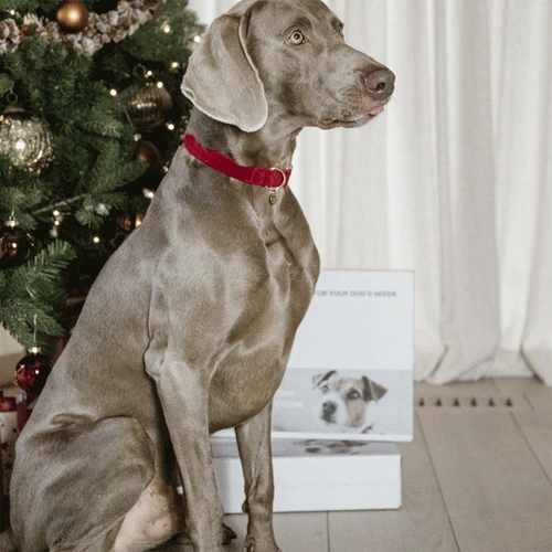 Kentucky Dogwear Corduroy Hundehalsband 7 Kentucky Dogwear Corduroy Hundehalsband – Bild 5