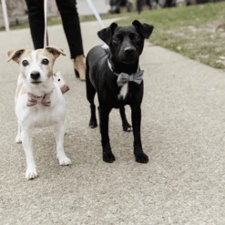 Kentucky Dogwear Fliege Samt -Zoofachgeschäft kentucky dogwear hondenstrikje velvet 219174 0500 none