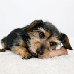 KONG ChewStix Ultra Stick -Zoofachgeschäft kong chewstix ultra stick 180856 0500 none