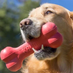 KONG Goodie Bone -Zoofachgeschäft kong goodie bone 194186 0500 none