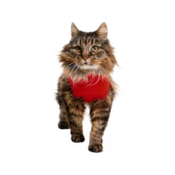 Medical Pet Shirt Katze -Zoofachgeschäft medical pet shirt kat 167404 0500 none