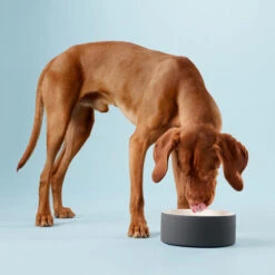 PAIKKA Cool Bowl -Zoofachgeschäft paikka cool bowl 217839 0500 none