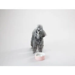 PAIKKA Slow Feed Bowl 13 PAIKKA Slow Feed Bowl -Zoofachgeschäft paikka slow feed bowl 217878 0500 none