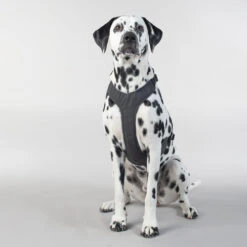 PAIKKA Visibility Harness 14 PAIKKA Visibility Harness -Zoofachgeschäft paikka visibility harness 217809 0500 none