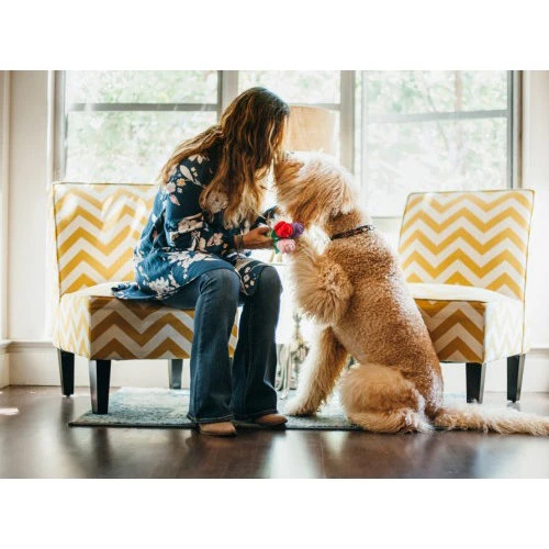 P.L.A.Y. Pet Puppy Love - Rover's Roses Pluche 4 P.L.A.Y. Pet Puppy Love - Rover's Roses Pluche – Bild 2