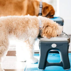 Popware Adjustable Height Pet Feeder -Zoofachgeschäft popware adjustable height pet feeder 164587 0500 none