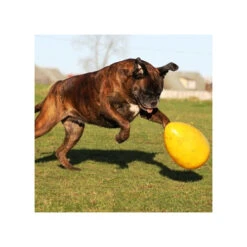 Jolly Egg 12 Jolly Egg -Zoofachgeschäft product jolly egg none 4 1496839893 86965