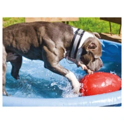 Jolly Egg 13 Jolly Egg -Zoofachgeschäft product jolly egg none 4 1496839894 86968