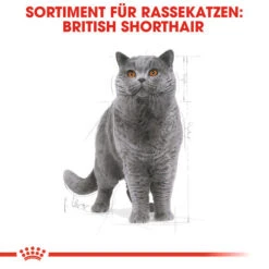 Royal Canin British Shorthair Adult - Katzenfutter -Zoofachgeschäft royal canin british shorthair adult kattenvoer 137524 0500 none