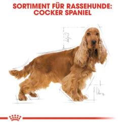 Royal Canin Cocker Adult - Hundefutter 13 Royal Canin Cocker Adult - Hundefutter -Zoofachgeschäft royal canin cocker adult hondenvoer 138145 0500 none
