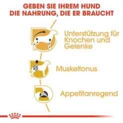 Royal Canin Dachshund Adult Wet - Hundefutter -Zoofachgeschäft royal canin dachshund adult wet hondenvoer 138397 0500 none