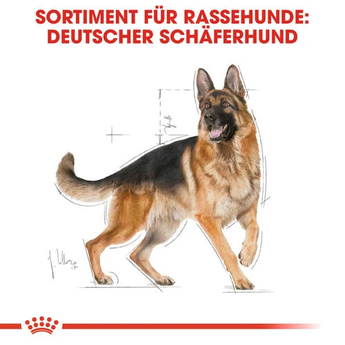 Royal Canin German Shepherd Adult - Hundefutter 6 Royal Canin German Shepherd Adult - Hundefutter – Bild 4