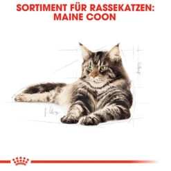 Royal Canin Maine Coon Adult - Katzenfutter -Zoofachgeschäft royal canin maine coon adult kattenvoer 124910 0500 none