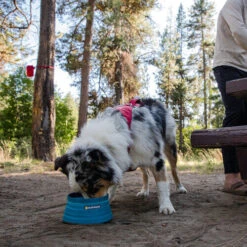 Ruffwear Bivy Bowl -Zoofachgeschäft ruffwear bivy bowl 204698 0500 none