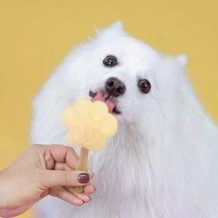 Smoofl Hundeeis Starter Kit -Zoofachgeschäft smoofl dog ice starter kit 195155 0500 none