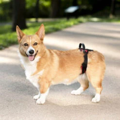 PetSafe Carelift - Tragesystem / Tragegeschirr Für Hunde 19 PetSafe Carelift - Tragesystem / Tragegeschirr Für Hunde -Zoofachgeschäft solvit carelift draagsysteem voor de hond 163711 0500 none