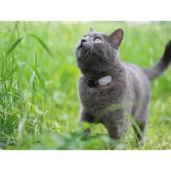 Tabcat Cat Tracker -Zoofachgeschäft tabcat cat tracker 217030 0500 none