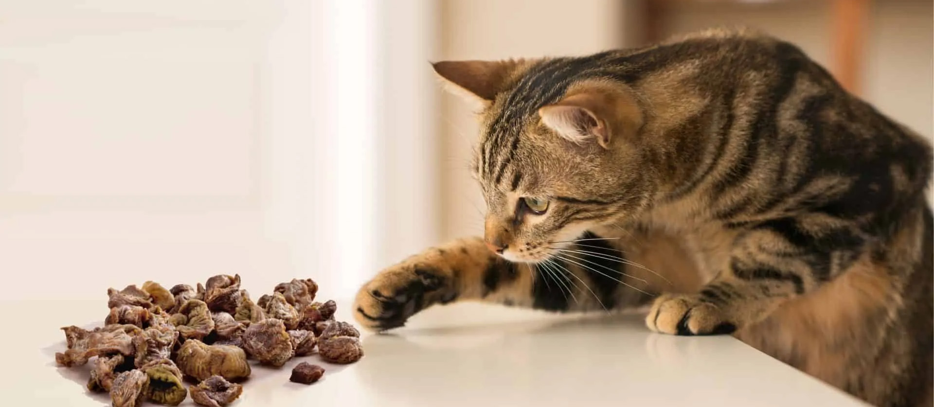 Zoofachgeschäft -Zoofachgeschäft 1